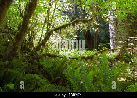 Une végétation luxuriante et d'arbres couverts de mousse à l'Olympic National Park, Washington, USA Banque D'Images