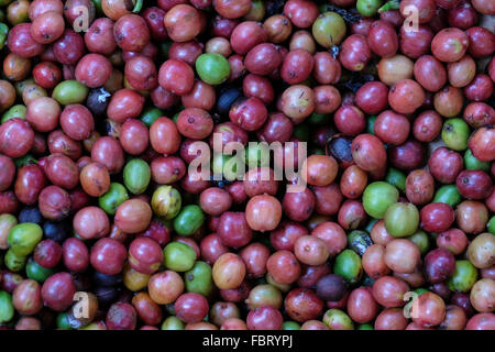 Les cerises de café arabica au Plateau des Bolavens, Laos Banque D'Images