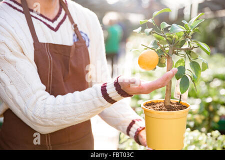 Gros plan du petit arbre mandarine orange en pot avec une mandarine mûre retenus par l'homme jardinier Banque D'Images