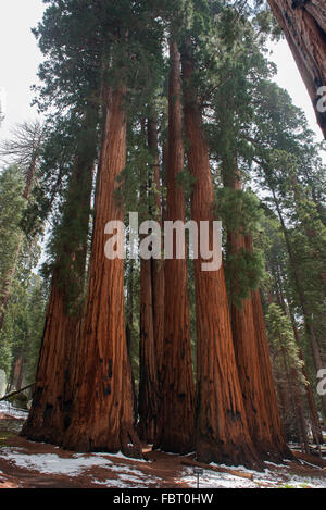 Les arbres Séquoia géant, Parcs Nationaux de Sequoia et de Kings Canyon, Californie, USA Banque D'Images