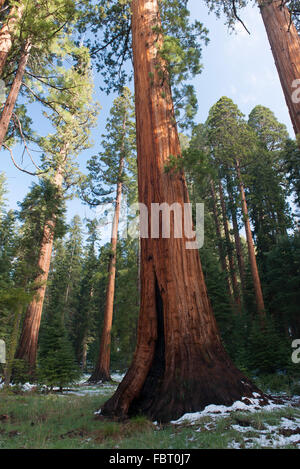 Les arbres Séquoia géant, Parcs Nationaux de Sequoia et de Kings Canyon, Californie, USA Banque D'Images