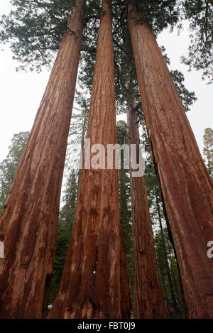 Les arbres Séquoia géant, Parcs Nationaux de Sequoia et de Kings Canyon, Californie, USA Banque D'Images