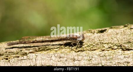 Jeune fille hiver commun (Sympecma fusca), femme, se prélassant sur tronc d'arbre, Basse-Saxe, Allemagne Banque D'Images