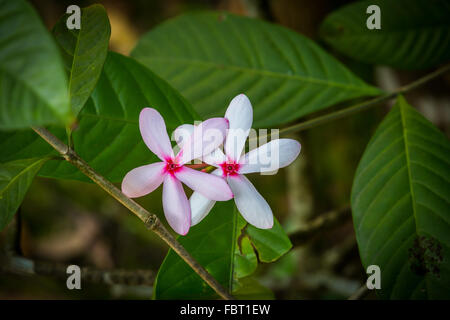 Kopsia fruticosa arbuste, Vinca, Rose Gardenia. Banque D'Images