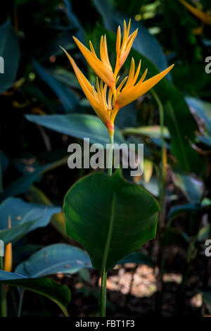 Heliconia spathocircinata, Flambeau d'or, la péninsule malaise. Banque D'Images