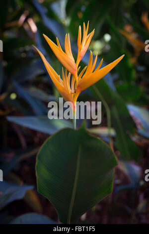 Heliconia spathocircinata, Flambeau d'or, la péninsule malaise. Banque D'Images