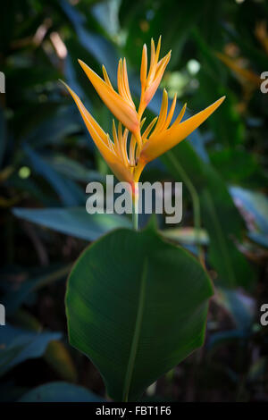 Heliconia spathocircinata, Flambeau d'or, la péninsule malaise. Banque D'Images