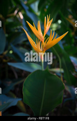 Heliconia spathocircinata, Flambeau d'or, la péninsule malaise. Banque D'Images