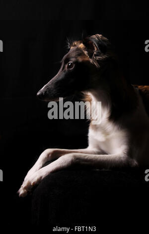 Silken vent Image-objet, homme, se trouvant en face de black Banque D'Images