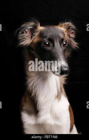 Silken Vent Sprite, homme, portrait contre black Banque D'Images