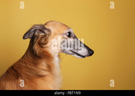 Silken vent Image-objet, homme, portrait, jaune Banque D'Images