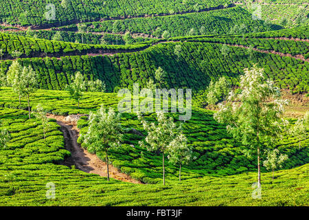 Les plantations de thé du matin, de l'Inde Banque D'Images