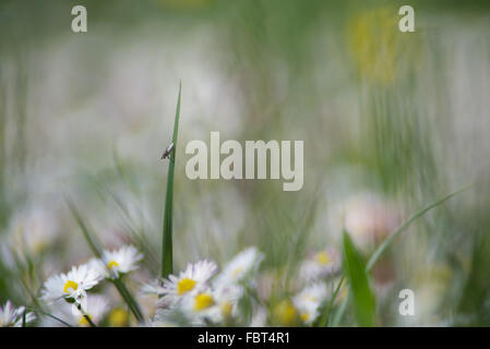 Fly reposant sur brin d'herbe Banque D'Images