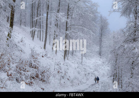 Walking in a Winter Wonderland, Neukirchen, Bad Berleburg, dans la région de Sauerland, Rhénanie du Nord-Westphalie, Allemagne. Banque D'Images