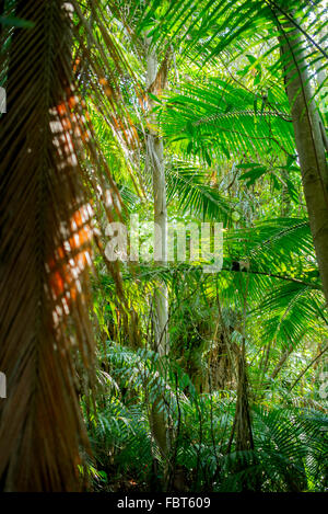 Jardins tropicaux folliage Banque D'Images