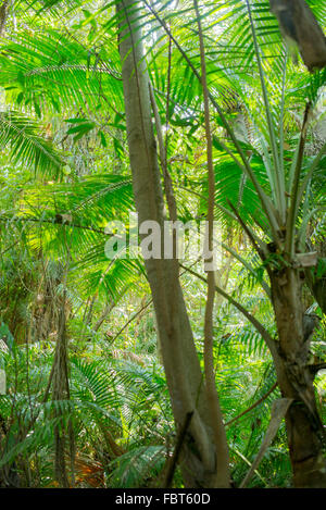 Arbres tropicaux Banque D'Images