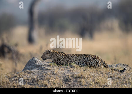 Hunting leopard (Panthera pardus) dans la région de Savuti, Chobe National Park, Botswana Banque D'Images