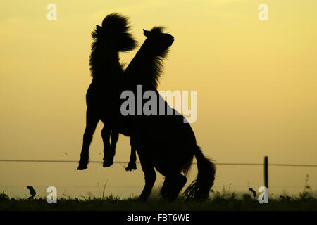 Cheval de l’Islande Banque D'Images