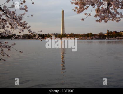 Coucher du soleil en fin d'après-midi de tir le Washington Monument reflète dans l'eau et entourée de fleurs Banque D'Images