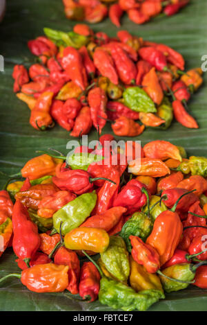 Gros plan de piles de succulents piments rouges, orange et verts sur une feuille de banane. Kohima, Nagaland, Inde Banque D'Images