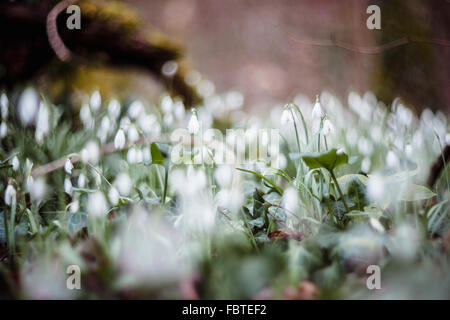 Vue de rêve de perce-neige (Galanthus nivalis) dans un bois Banque D'Images