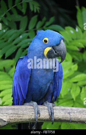 Parrot Banque D'Images