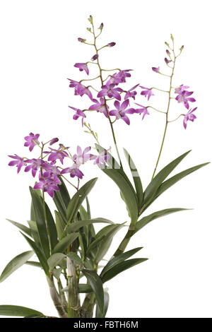 Orchidée dendrobium en fleurs et bourgeons Banque D'Images