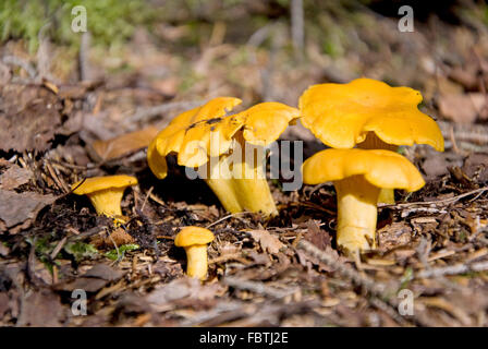 Chanterelle Banque D'Images