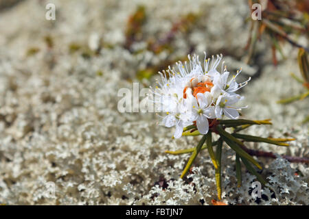 Rhododendron Tomentosum (syn. Ledum palustre) Banque D'Images