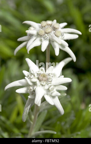 Edelweiss leontopodium alpinum Banque D'Images