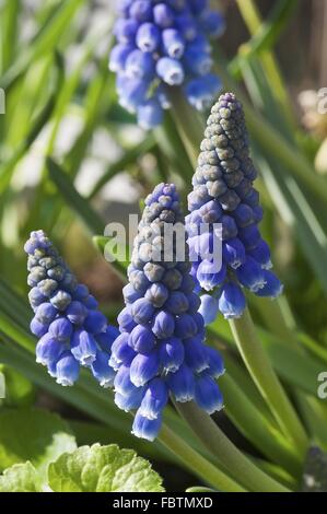 Les Muscaris (Muscari botryoides) Banque D'Images