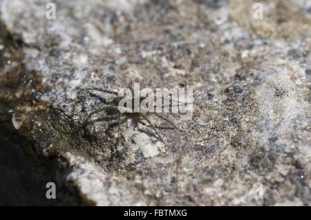 Wolf Spider, femelle (Pardosa amentata) Banque D'Images