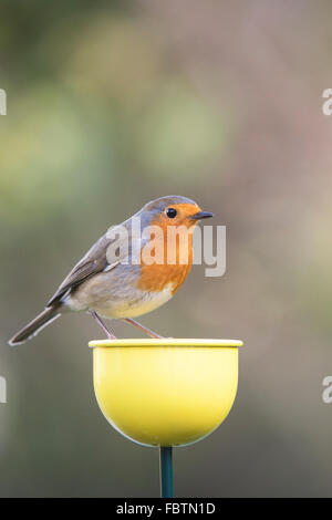 Erithacus rubecula aux abords. Robin debout sur une couleur tasses mangeoire dans un jardin anglais Banque D'Images