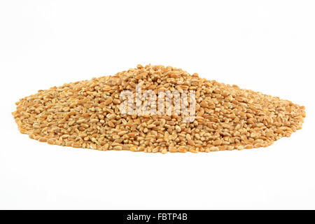 Les grains de blé dur. Banque D'Images