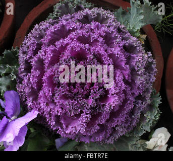 Brassica oleracea var. sabellica Chou ornemental, anciennement var. acephala, utilisée comme plante de décoration dans les pots de fleurs. Banque D'Images