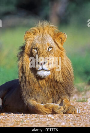Jeune lion Banque D'Images