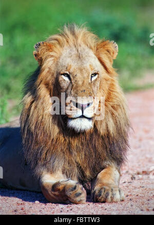 Portrait lion Banque D'Images