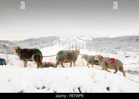 Moutons Herdwick sur Chapel stile commun après une nuit de chute de neige dans la vallée de Langdale, Lake District, UK. Prise le 17 janvier 2016. Banque D'Images