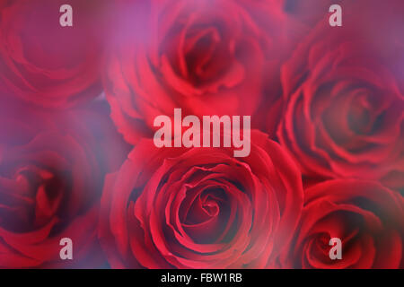 Arrière-plan de roses rouges Banque D'Images