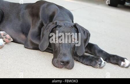 Chien portant Banque D'Images