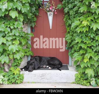 Chien sur avant l'étape Banque D'Images