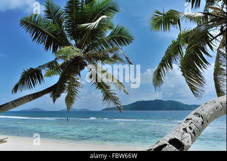 Palmiers sur la plage Banque D'Images