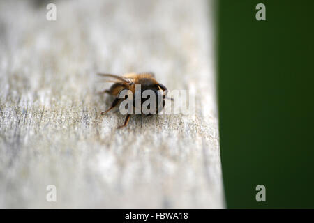 Close Up of a fatigué Bee, Cornwall, Angleterre Banque D'Images