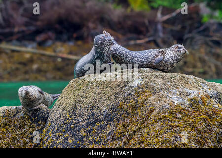 Le phoque commun (Phoca vitulina) sur un rocher dans la région de Knight Inlet, en Colombie-Britannique, Canada. Banque D'Images