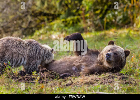 Coastal grizzli (Ursus arctos), maman et cub, soins infirmiers le long du littoral dans la belle ville de Knight Inlet, en Colombie-Britannique, Canada. Banque D'Images