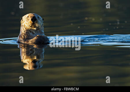 Loutre de mer, Enhydra lutris, appartient à la famille des belettes, photographié de la côte ouest du nord de l'île de Vancouver, en Co Banque D'Images