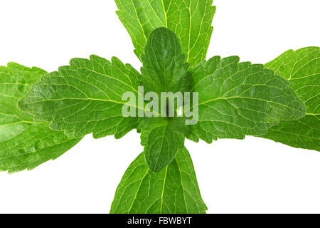 Plante de Stevia Découpe Haut Banque D'Images