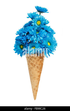 Chrysanthème bleu ice cream cone fleur floral frais magnifique fond isolé Banque D'Images