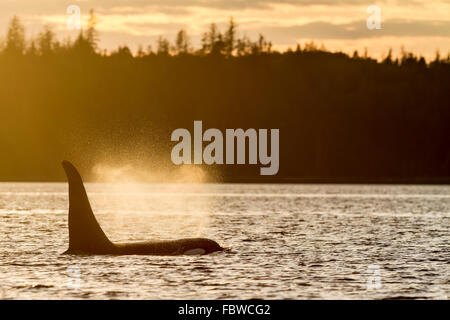 Une dosette de famille30, l'orque voyageant au coucher du soleil le long du rivage de l'île Malcolm près de cap Lizard en Colombie-Britannique, Banque D'Images