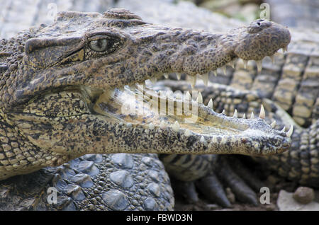 Crocodile cubain Banque D'Images